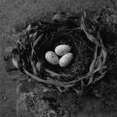 BIRD NEST